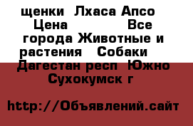 щенки  Лхаса Апсо › Цена ­ 20 000 - Все города Животные и растения » Собаки   . Дагестан респ.,Южно-Сухокумск г.